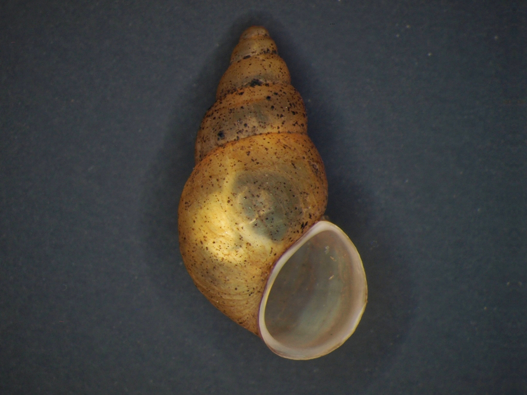 Potamopyrgus antipodarum